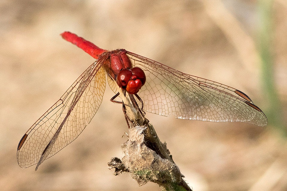 Scarlet Percher (Diplacodes haematodes)